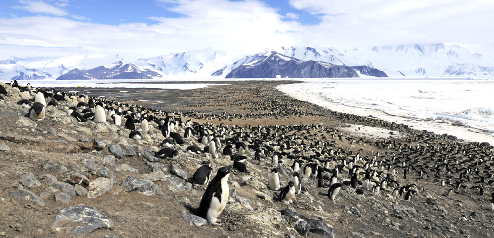 Adélie Penguin (<i>Pygoscelis adeliae</i>). Photo: © Colin Harris.